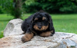 Bernedoodle dogs for sale: Cinnamon - Image 6