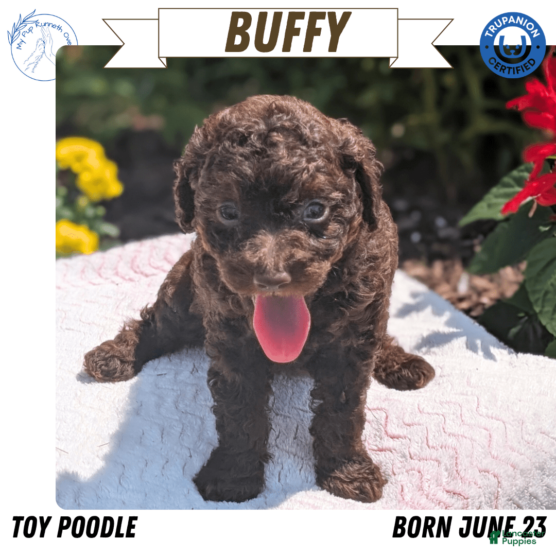 Toy Poodle dogs for sale: Buffy - Image 6