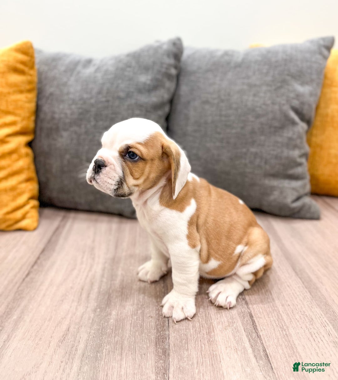Beabull dogs for sale: Max - Image 4
