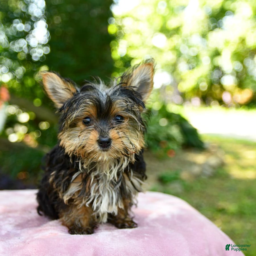 Yorkshire Terrier dogs for sale: Darcy - Image 6