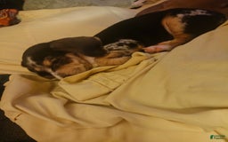 Beagle dogs for sale: Jazmin Aka Jazzy - Image 1