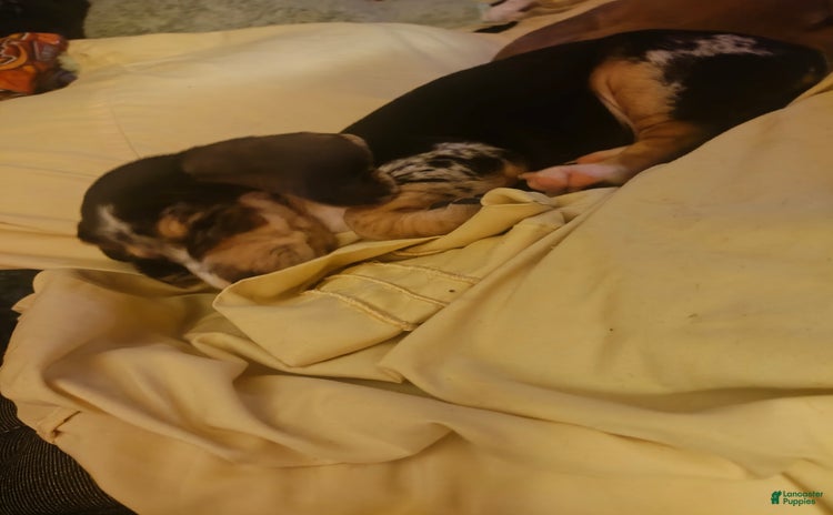 Beagle dogs for sale - Ad 2
