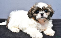 Shih Tzu dogs for sale: Beth - Image 6