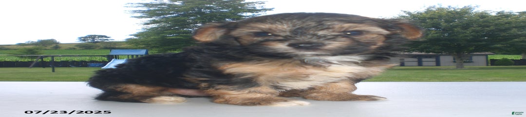 Sammy
