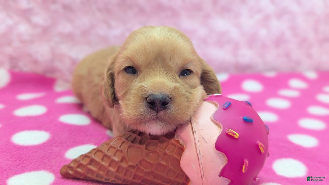 Cockapoo dogs for sale: Lydia - Image 10