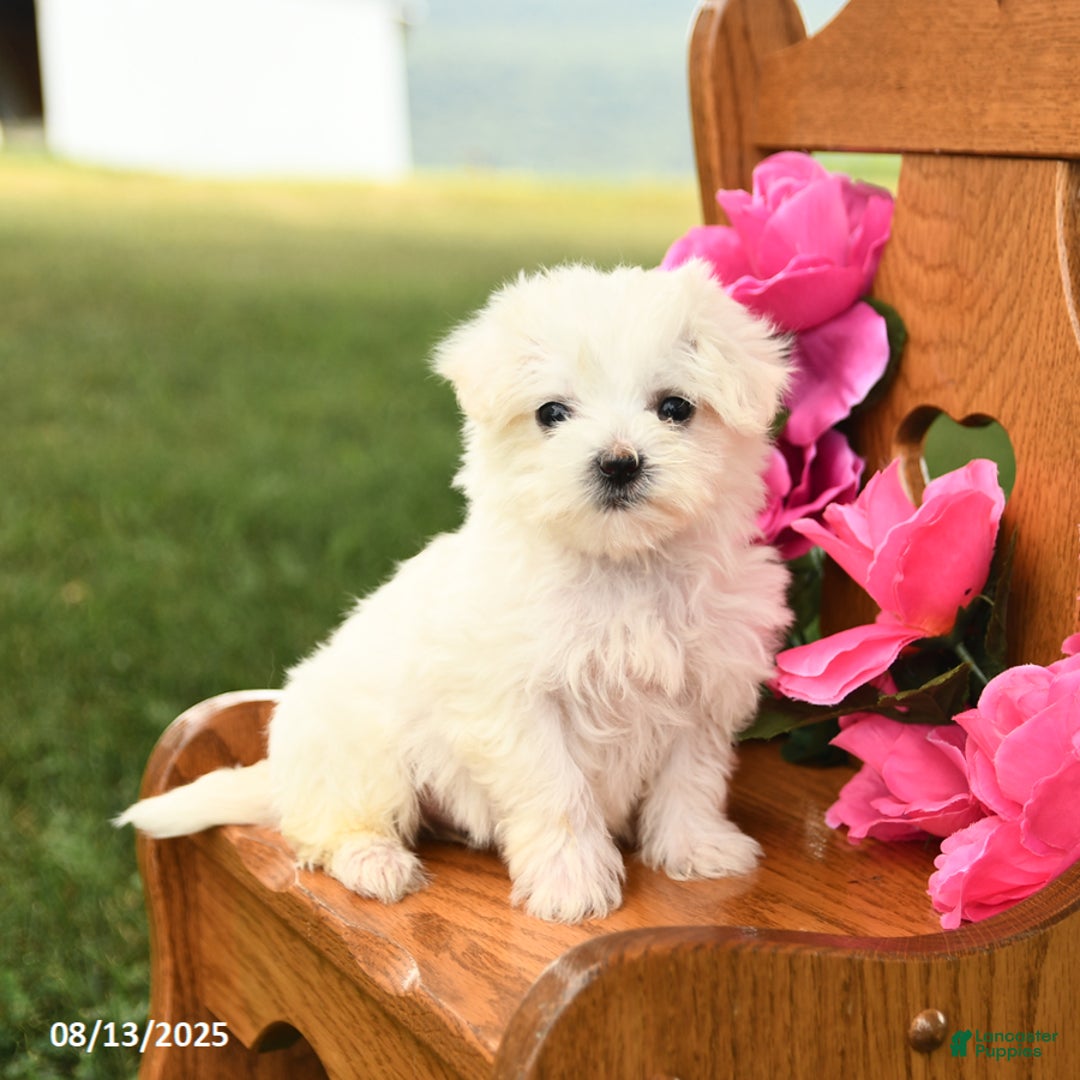Maltese dogs for sale: Snowball - Image 3