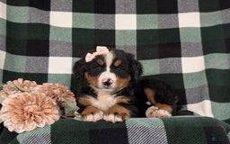 Bernese Mountain Dog dogs for sale: Gabriella - Image 3