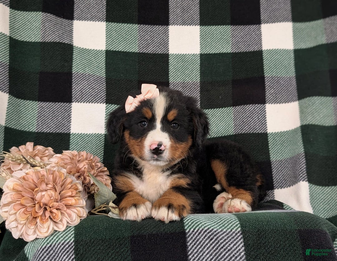 Bernese Mountain Dog dogs for sale: Gabriella - Image 3