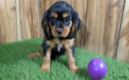 Cavalier King Charles Spaniel dogs for sale: Brin Girl 2 - Image 14