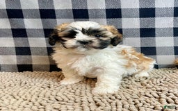 Teddy Bear dogs for sale: Adam - Image 1