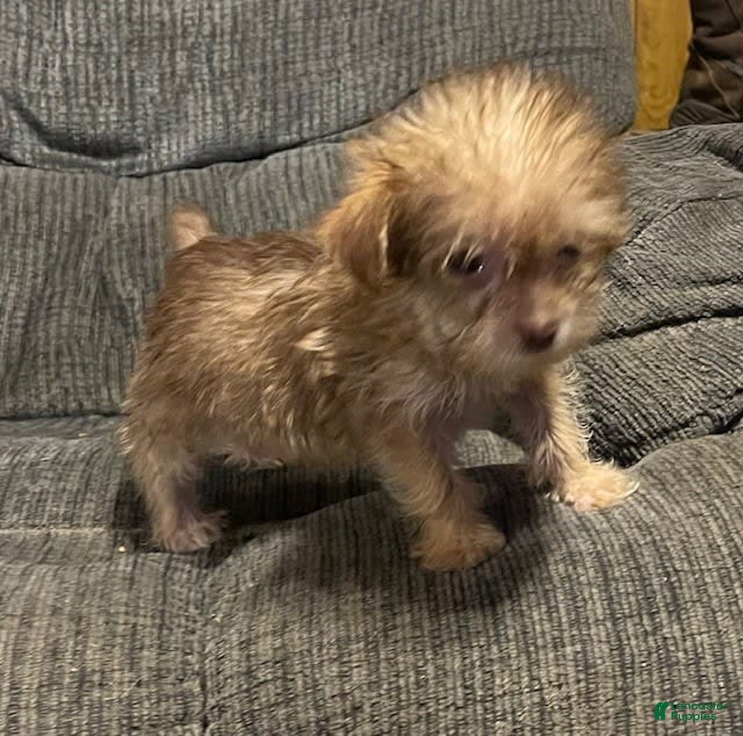 Yorkiepoo dogs for sale: Tinker Bell - Image 4