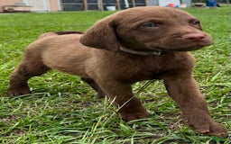 Chesapeake Bay Retriever dogs for sale: Female Purple Collar - Image 4