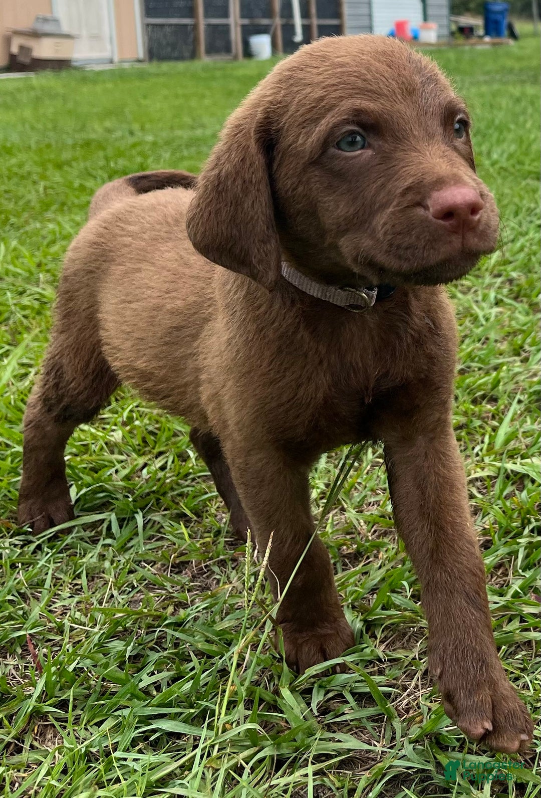 Chesapeake Bay Retriever dogs for sale: Female Purple Collar - Image 4