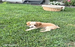 Cavalier King Charles Spaniel dogs for sale: Cavalier King Charles Spaniel 5 puppies - Image 4