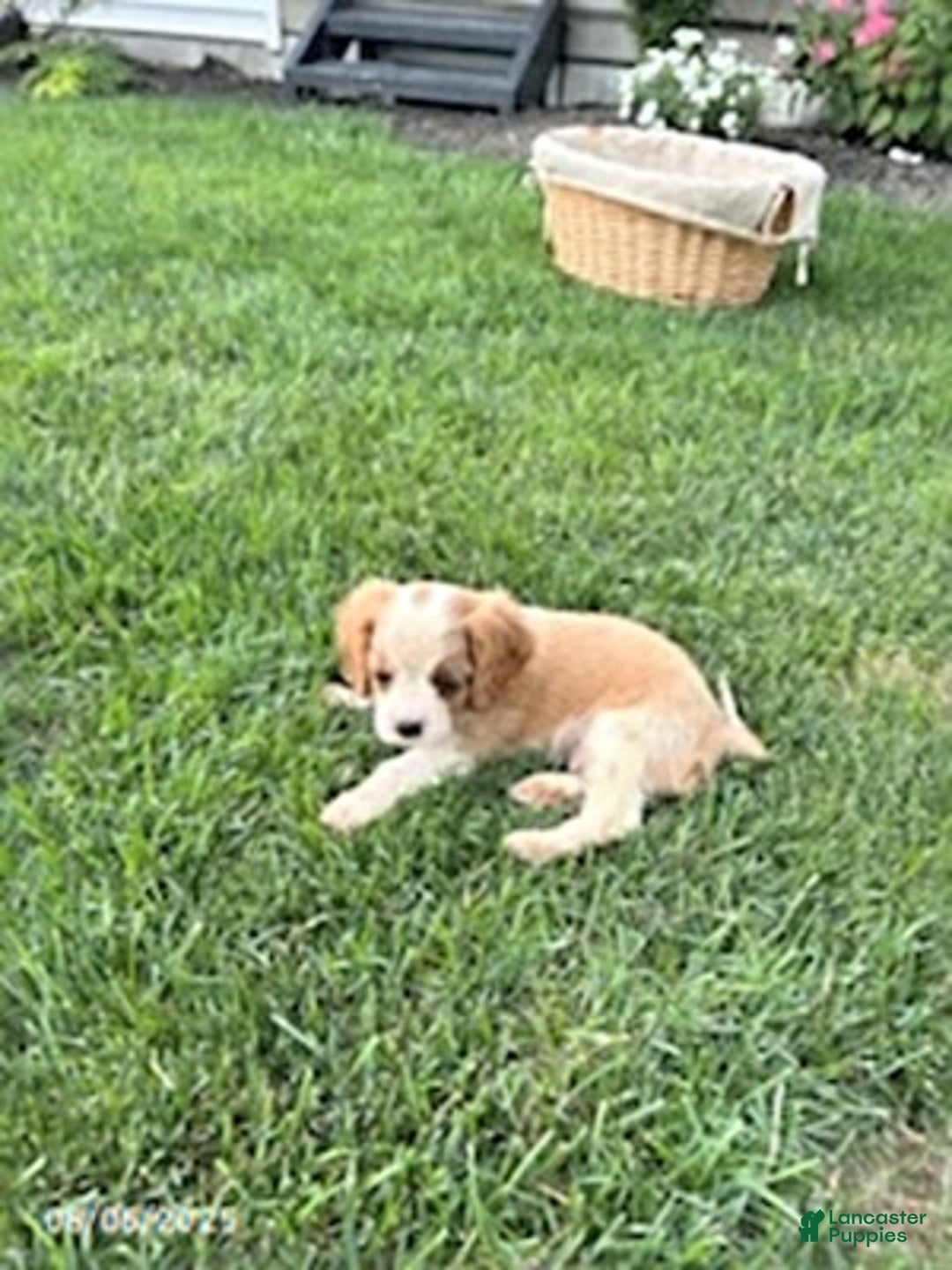Cavalier King Charles Spaniel dogs for sale: Cavalier King Charles Spaniel 5 puppies - Image 4