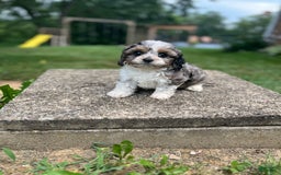 Cavapoo dogs for sale: Daisy - Image 6