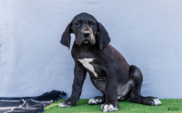 Great Dane dogs for sale: Jasper - Image 11