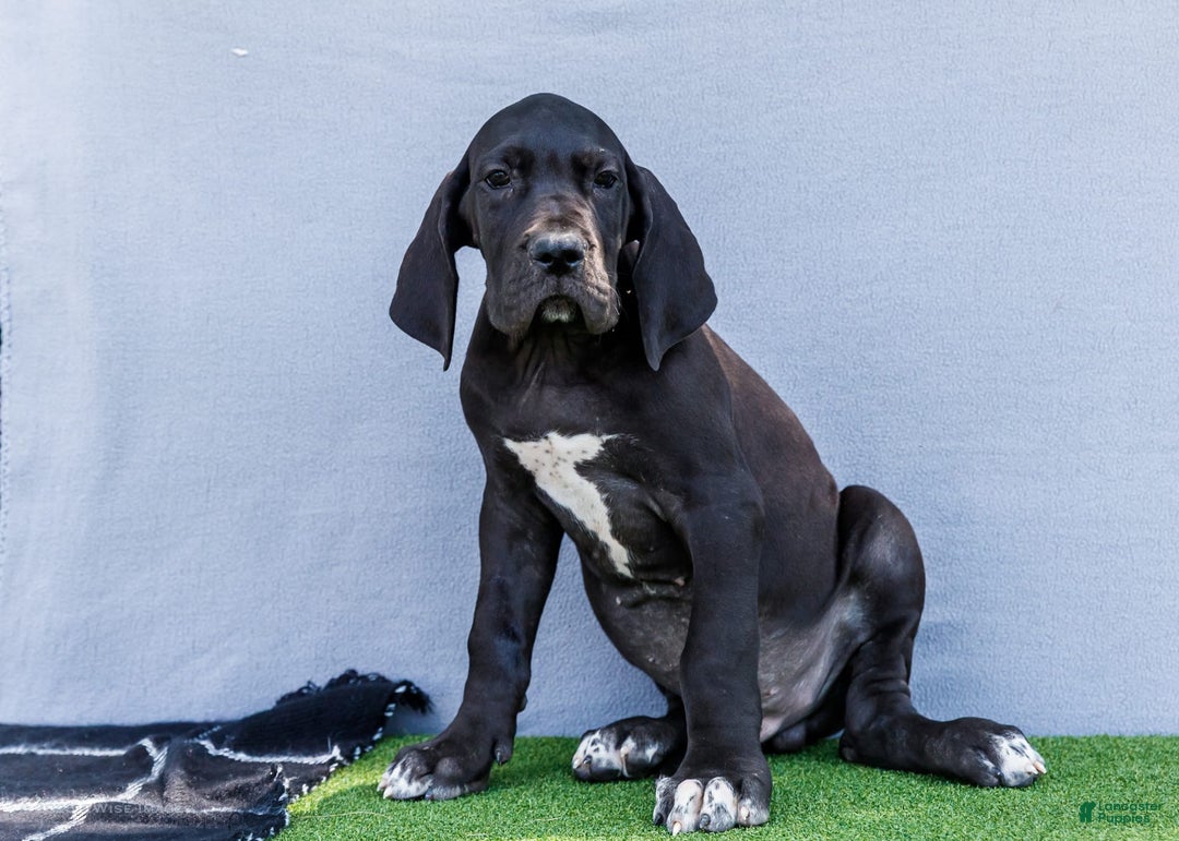 Great Dane dogs for sale: Jasper - Image 11