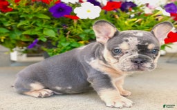 French Bulldog dogs for sale: Arlo - Image 11