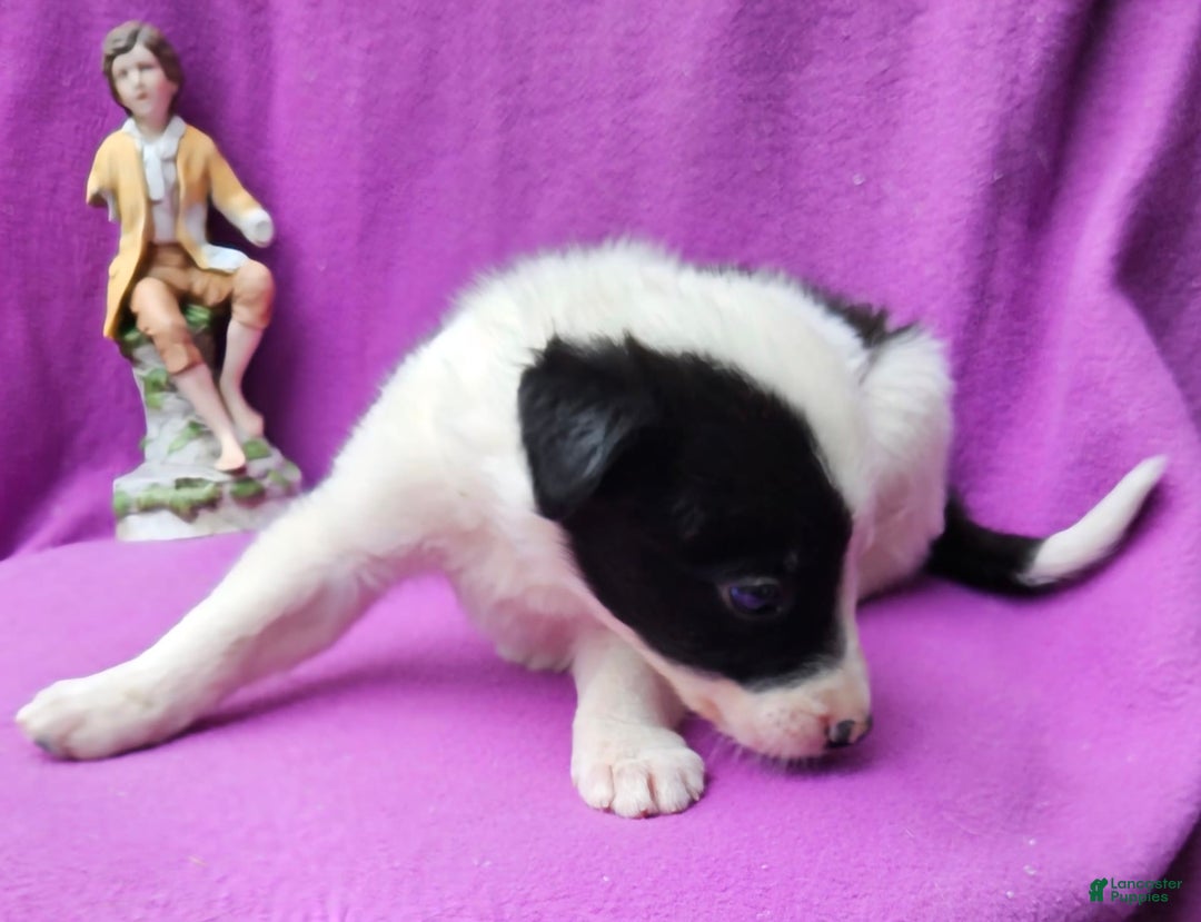 Border Collie dogs for sale: Hondo - Image 15