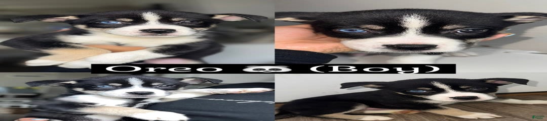 Oreo