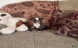 Boston Terrier dogs for sale: Theo - Image 2