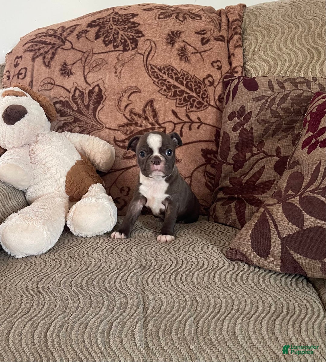 Boston Terrier dogs for sale: Theo - Image 2