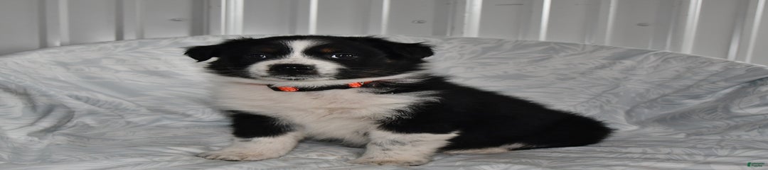 Sophie