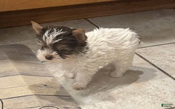 Yorkshire Terrier dogs for sale: Small female - Image 3