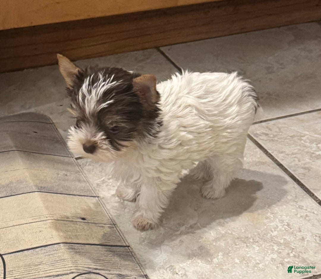 Yorkshire Terrier dogs for sale: Small female - Image 3
