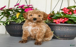 Mini Goldendoodle dogs for sale: Nollie - Image 6