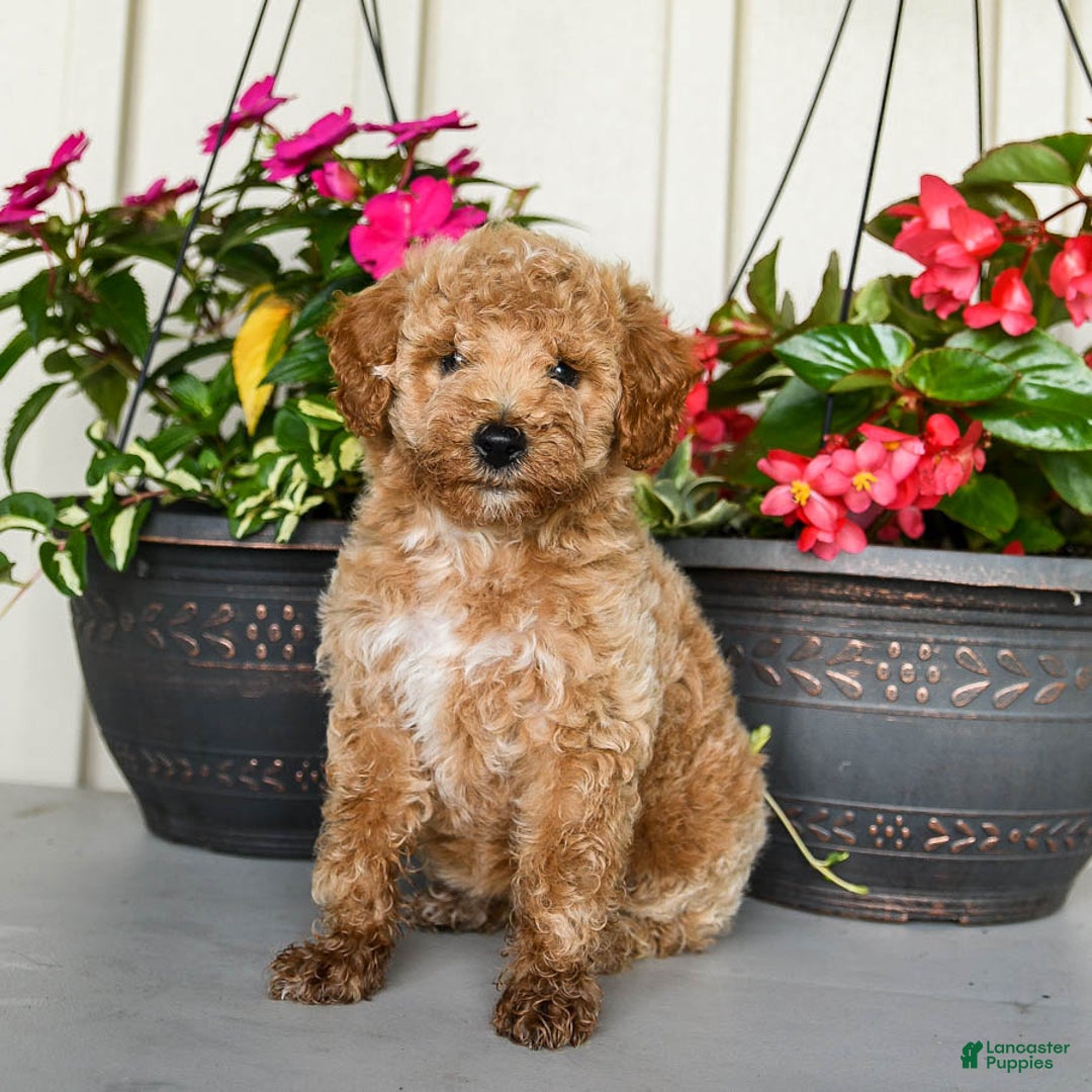 Mini Goldendoodle dogs for sale: Nollie - Image 6