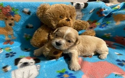 Cavapoo dogs for sale: Male 2 Bruno Jr - Image 13