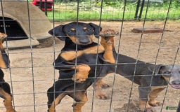 Doberman Pinscher dogs for sale: Jupiter - Image 1