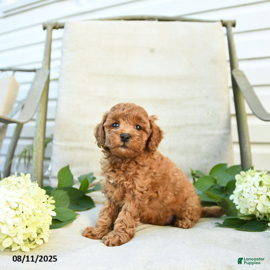 Mini Goldendoodle dogs for sale: Jenna - Image 4