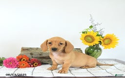 Miniature Dachshund dogs for sale: Miniature Dachshund 5 puppies - Image 9