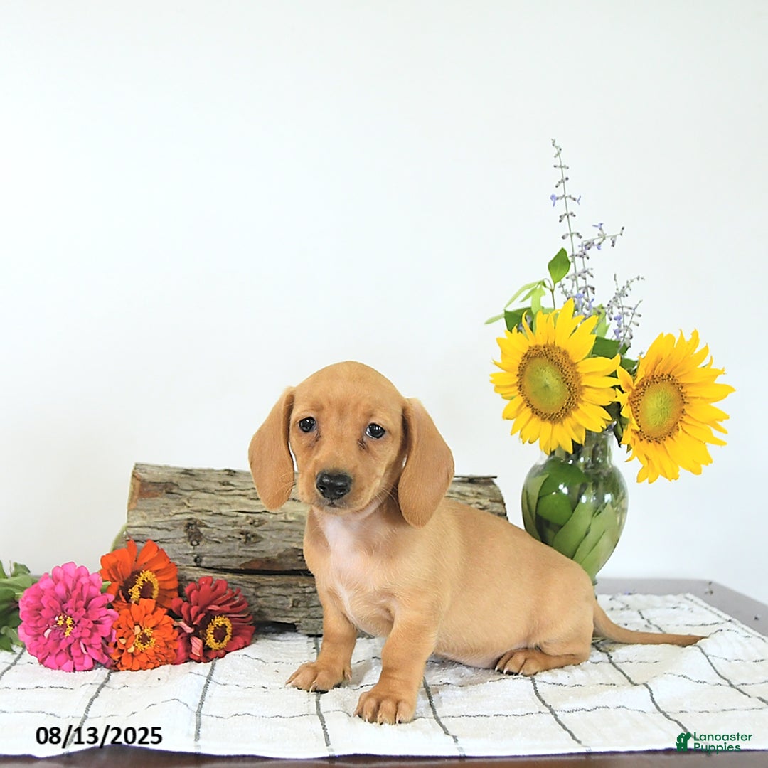 Miniature Dachshund dogs for sale: Miniature Dachshund 5 puppies - Image 9