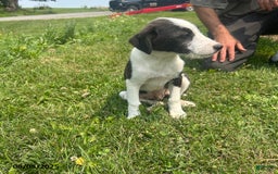 Border Collie dogs for sale: Dime - Image 1
