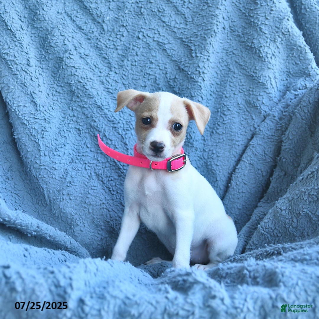 Toy Fox Terrier dogs for sale: Sweetheart - Image 2