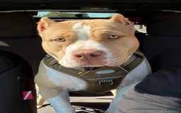 American Bully dogs for sale: Coco - Image 11
