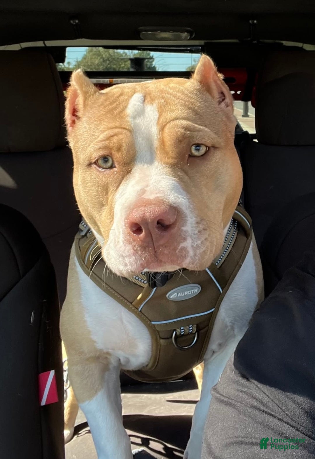 American Bully dogs for sale: Coco - Image 11