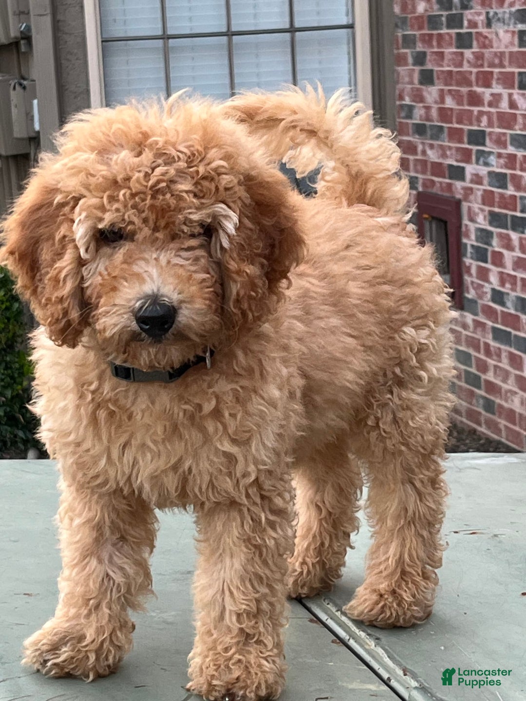 Goldendoodle dogs for sale: Maxi - Image 2