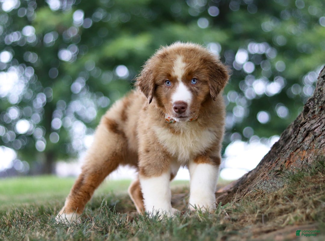 Australian Shepherd dogs for sale: Dune - Image 6