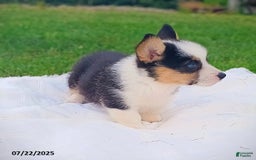 Welsh Corgi Pembroke dogs for sale: Ryan - Image 3