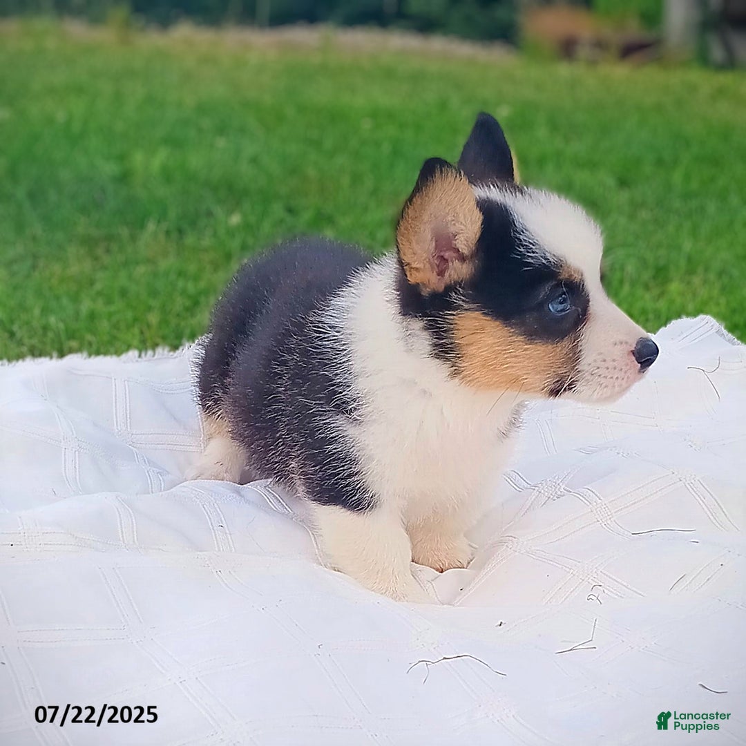 Welsh Corgi Pembroke dogs for sale: Ryan - Image 3