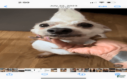 Shihpoo dogs for sale: Sweet - Image 7