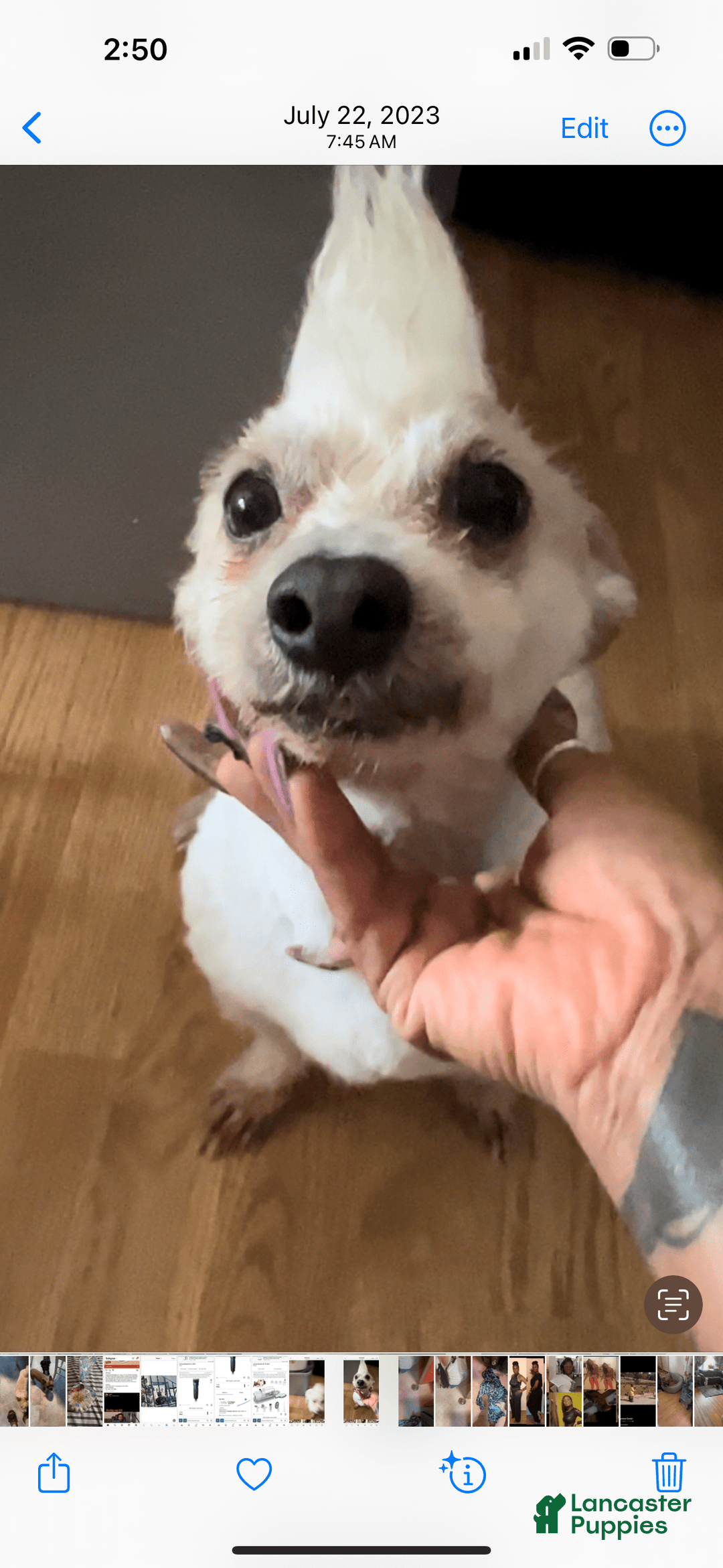 Shihpoo dogs for sale: Sweet - Image 7