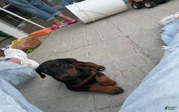 Doberman Pinscher dogs for sale: Girl 1 - Image 2