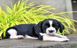 English Springer Spaniel dogs for sale: Lou - Image 4