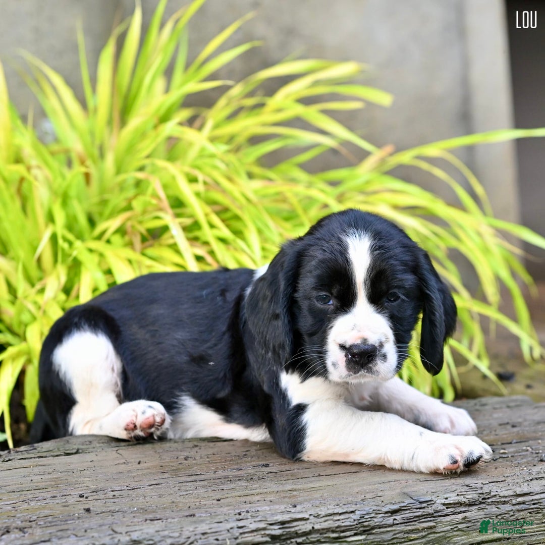 English Springer Spaniel dogs for sale: Lou - Image 4